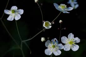 Ranunculus platanifolius (Large White Buttercup) - The Alpine Flora ...