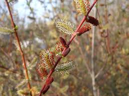 Salix purpurea – Wikipédia, a enciclopédia livre