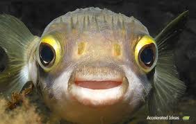 Image result for puffer fish images