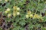 Potentilla nivalis / Potentille laineuse / Rosaceae ... - FLOREALPES
