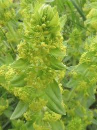 Cruciata laevipes Opiz, Smooth bedstraw (World flora) - Pl@ntNet ...