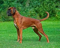 Image of Boxer