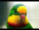 Pictures of 2 parrots talking sounds effects <?=substr(md5('https://encrypted-tbn3.gstatic.com/images?q=tbn:ANd9GcT_zQiUDdfE1bDqoGVViZkCeh6ED7OaJiGwYufyNGcIjEzvsaYt5NmD5jkY'), 0, 7); ?>