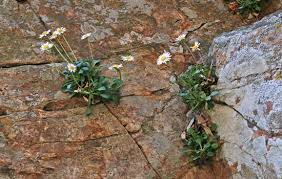 Bellium crassifolium, flora di Sardegna