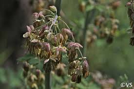Thalictrum fendleri v. polycarpum | California Flora Nursery