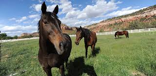 ?????????????????????? picture of horses