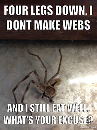 spider meme | Wannabe Entomologist via Relatably.com