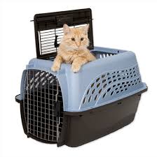 Bildresultat för cat in transport box