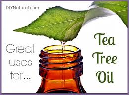 Image result for tea tree oil