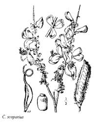 Sp. Thlaspi torreanum - florae.it