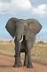 Elephants.. Images?q=tbn:ANd9GcTbylOYpG8K4E2ay1pK86Rd-nsHUDOK6CWMu3vOudiOmUXRBYz8uRztfzE
