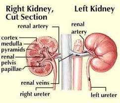 Image result for kidneys