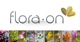 Avenula bromoides | Flora-On