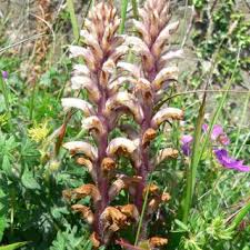 Orobanche hederae | Online Atlas of the British and Irish Flora