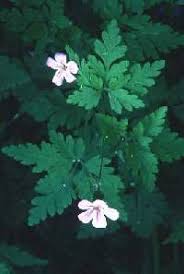 Geranium robertianum - Online Virtual Flora of Wisconsin
