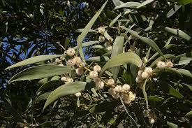 Acacia melanoxylon R. Br.