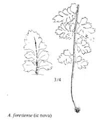 Sp. Asplenium foresiense - florae.it