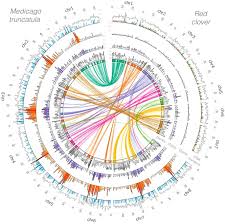 Red clover (Trifolium pratense L.) draft genome provides a platform ...