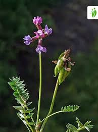 Northern Milkvetch, Oxytropis lapponica - Flowers - NatureGate