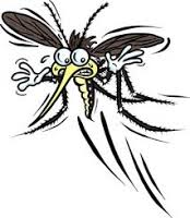 Image result for Google images Mosquitoes