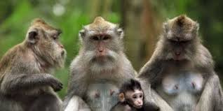 Hasil gambar untuk monkey forest bali