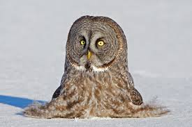 owl images க்கான பட முடிவு
