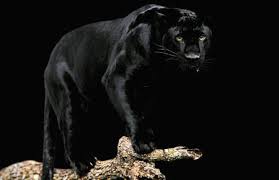 Bildergebnis für schöne tierfotografie  panther