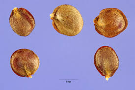 Plants Profile for Berteroa incana (hoary alyssum)