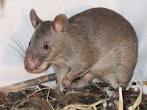 Trained  African rats to sniff out landmines, detect tuberculosis in humans 