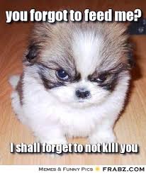 Evil Fluffy Dog Meme Generator - Captionator Caption Generator - Frabz via Relatably.com