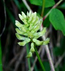 Astragalus glycyphyllos - Wikipedia