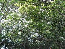 Photinia serrulata - Wikipedia
