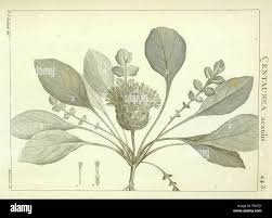 N/A. Español: Centaurea acaulis en Desfontaines, R.L., Flora ...