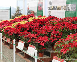 Gambar See the poinsettias at the Carlsbad Flower Fields