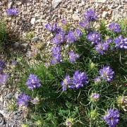 Edraianthus tenuifolius Wheel bell Grassy bells Care Plant Varieties ...