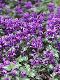 Lamium Groundcover Plants and Flowers