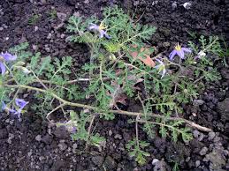 Solanum citrullifolium - Wikipedia