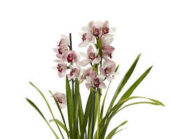 Cymbidium orkide resmi