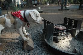 Image result for dogs  stealing meat at the barbeque grill