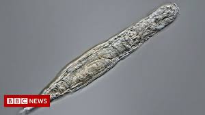 Bdelloid rotifer survives 24,000 years frozen in Siberia - BBC News