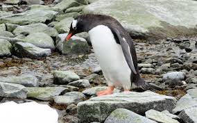 Αποτέλεσμα εικόνας για πιγκουίνος νορβηγία