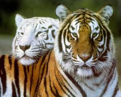 Résultat de recherche d'images pour 'tigre'