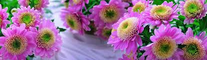 Image result for flowers pictures