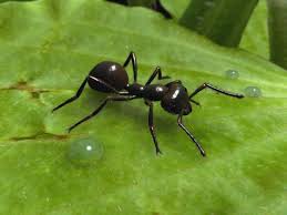 نتيجة بحث الصور عن سلالة النمل