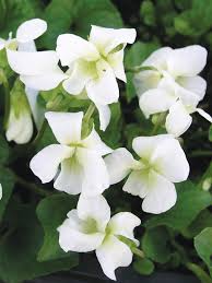 Viola White Czar -- Bluestone Perennials