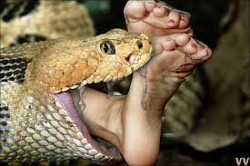 Image result for snake eating rats