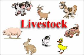 Image result for image of livestock