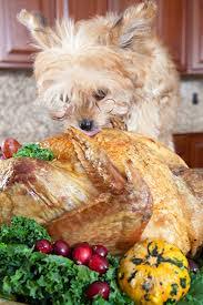 Image result for dogs at thanksgiving dinner