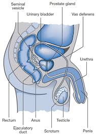 Image result for Prostate cancer