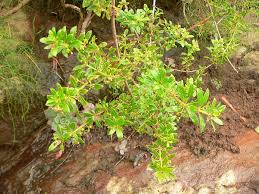 Rubia fruticosa - Wikipedia